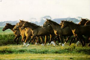 photos de chevaux