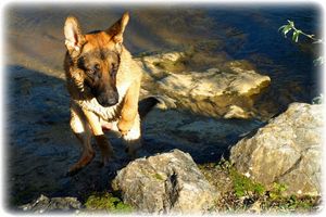 Une chienne avec petit rocher