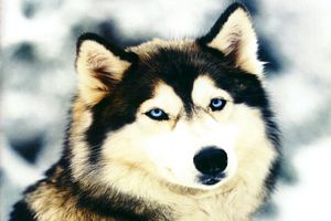 husky de Siberie