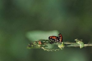 Petit insecte sur la feuille