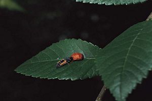 une feuille de rosier