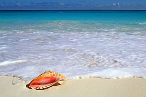 jolie coquillage au bord de la mer