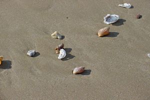 Des coquilles au bord de la mer