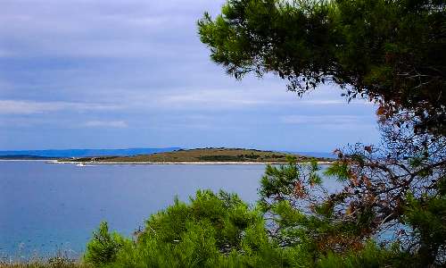 image arbre avec plage