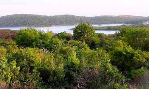 Arbre avec lac
