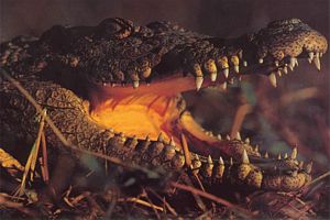 crocodile grande dent