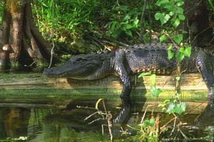 photo gavial