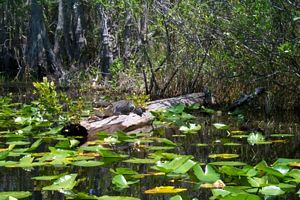 alligator qui dort dans les plantes