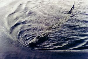 La bete dans eau sombre