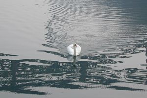 image cygne