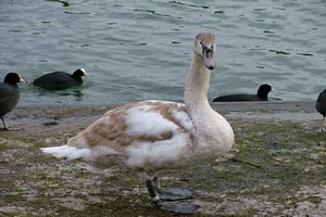 animal beau plumage