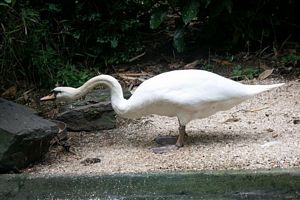 The Swan