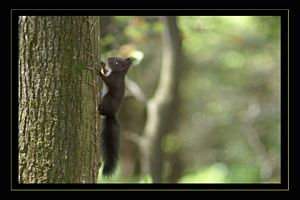 il grimpe sur un arbre de foret