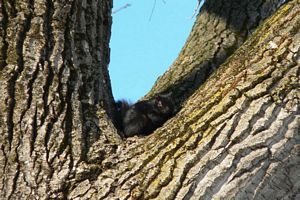 il se repose dans un arbre