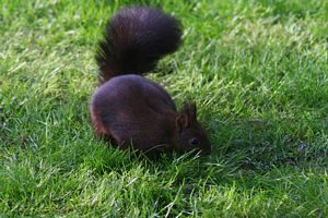 Un petit rongeur qui cherche sa nourriture