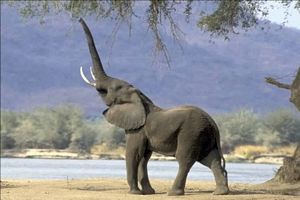 photo elephant avec trompe