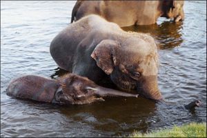 prendre un bain dans eau