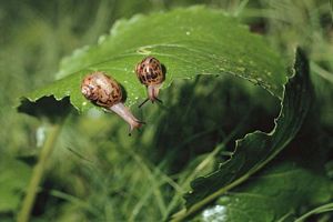 Escargot sur une branche