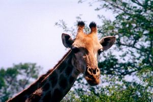 Image girafe