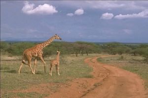 girafon dans son milieu naturel