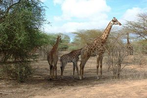 animaux famille