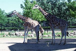 Un couple amoureux