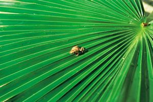 image frog sur grande feuille