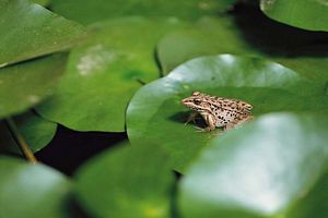 Image froid sur une feuille verte