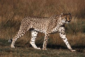 Acinonyx jubatus