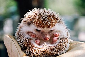 Image hedgehog