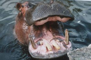 Hippopotamidae