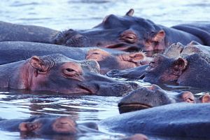 Animal famille