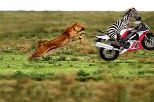 Le chien qui court apres une moto