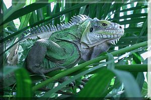 Wallpaper iguana