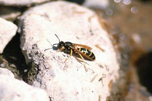 image guepe sur rocher