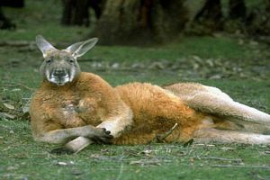 Image Kangaroo