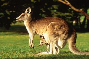 Une mere et son bebe animal