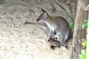 La bete sur le sable