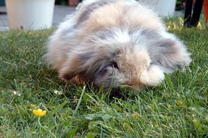 il prend l'air dans l'herbe