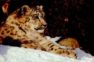 Dans la neige blanche