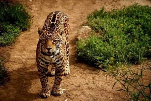Animal qui regarde