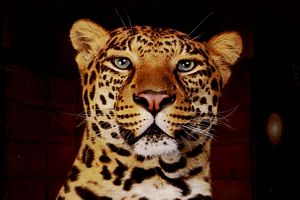 Le portrait leopard