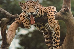 bebe animal qui passe la langue