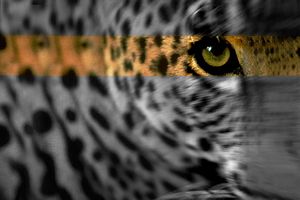 Panthera Pardus