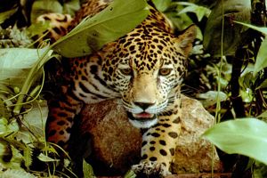 Panthera pardus orientalis