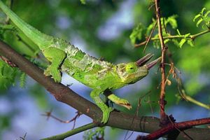 une bette verte sur une branche