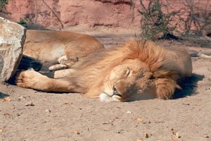 Le roi des animaux qui se repose