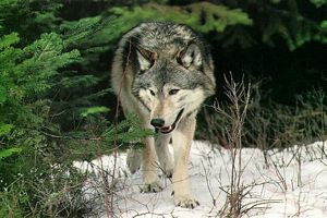 Image loup blanc avec feuillage