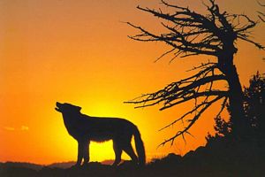 Le loup avec soleil qui se couche