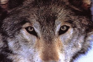 image loup gris avec beaux yeux